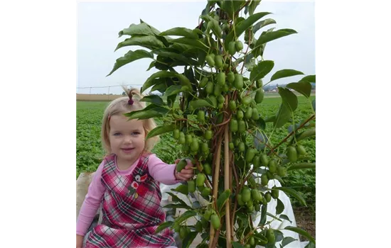 Actinidia arguta "Julia(R)" an der Donau