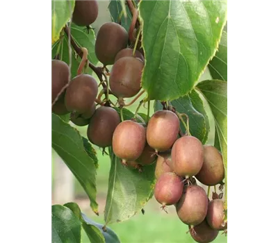 Actinidia arguta Wei(R) Weihenstephaner Kiwi DUO Actinidia arguta Wei(R) Weihenstephaner Kiwi DUO