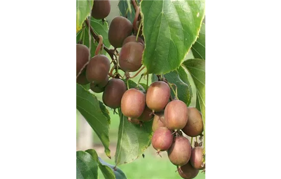 Actinidia arguta Wei(R) Weihenstephaner Kiwi DUO
