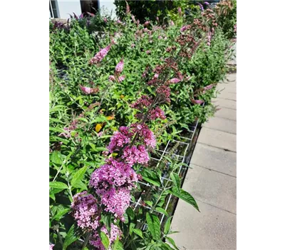 Buddleja davidii "Pink Panther"(R) Buddleja davidii "Pink Panther"(R)