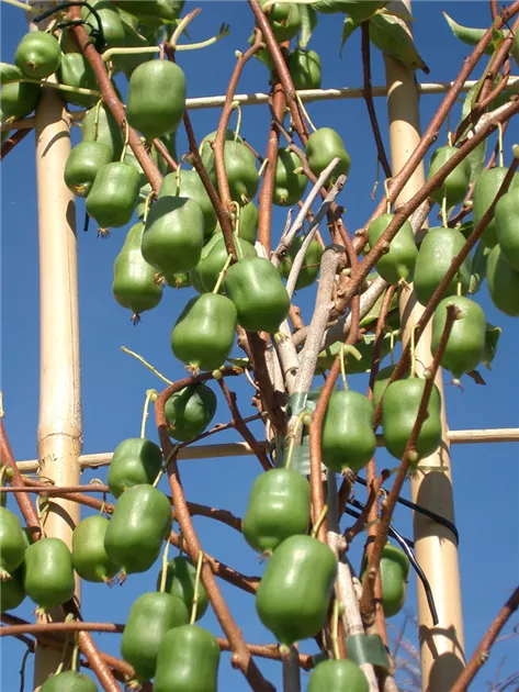 Actinidia arguta "Issai"