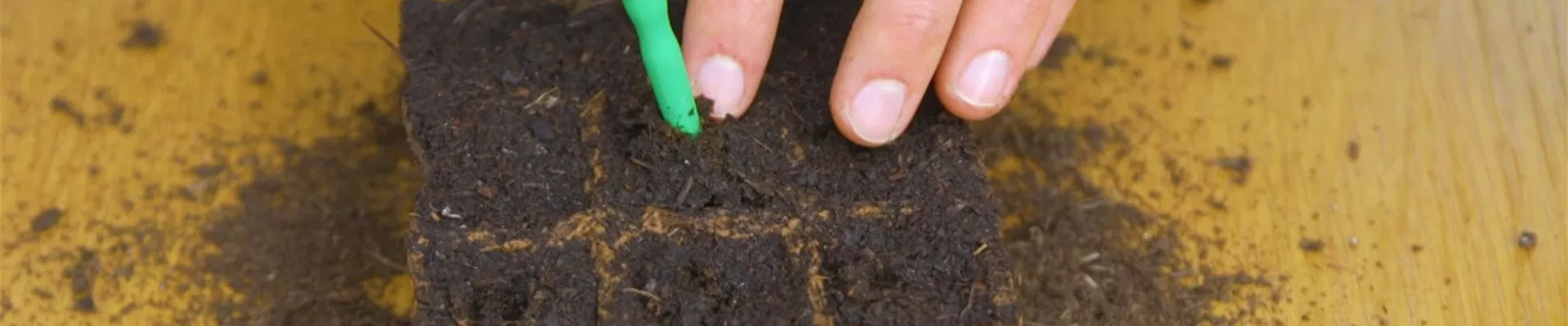 Gemüsepaprika - Aussaat (Thumbnail)