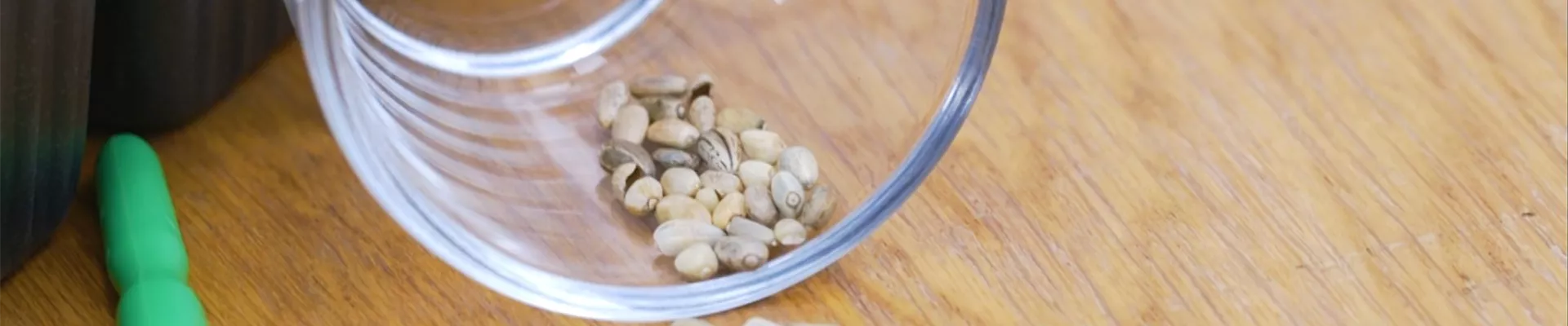 Artischocken - Aussaat (Thumbnail) Artischocken - Aussaat (Thumbnail)