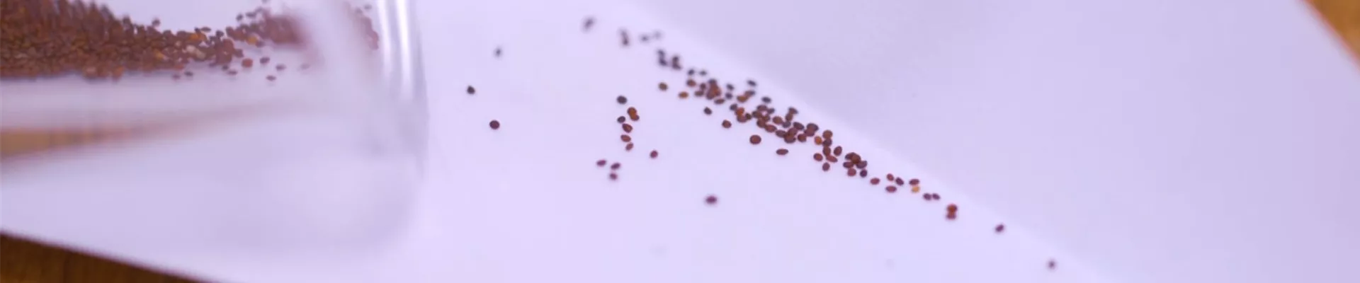 Oregano - Aussaat und Anzucht (Thumbnail) Oregano - Aussaat und Anzucht (Thumbnail)