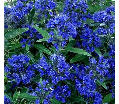 Caryopteris "Symphonie in Blue" (R)(S) Caryopteris "Symphonie in Blue" (R)(S)