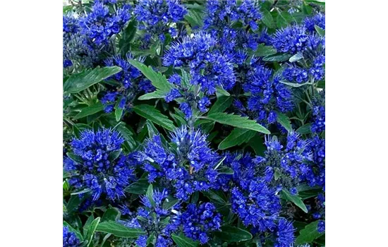 Caryopteris "Symphonie in Blue" (R)(S)