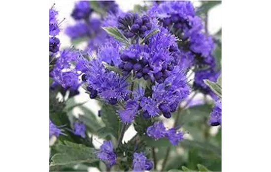 Caryopteris cland. "Dark Knight" Caryopteris cland. "Dark Knight"