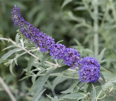 Buddleja davidii "Nanho Blue" Buddleja davidii "Nanho Blue"