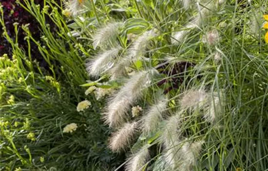 Pennisetum compressum "Hameln" Pennisetum compressum "Hameln"