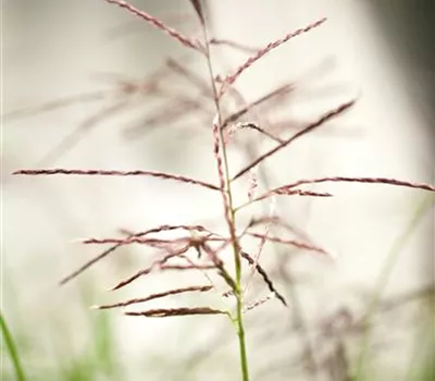 Miscanthus sinensis "Ferner Osten" Miscanthus sinensis "Ferner Osten"