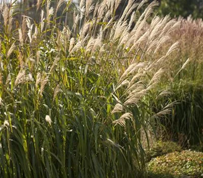 Miscanthus sinensis "Adagio" Miscanthus sinensis "Adagio"