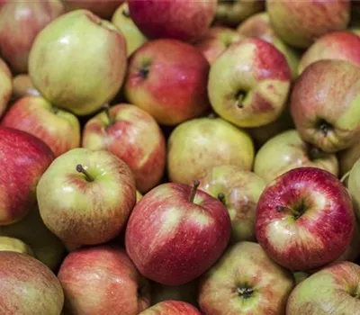 Malus domestica Säulenapfel "Jucunda" (R) Malus domestica Säulenapfel "Jucunda" (R)
