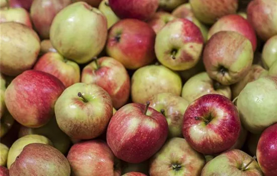 Malus domestica Säulenapfel "Jucunda" (R) Malus domestica Säulenapfel "Jucunda" (R)