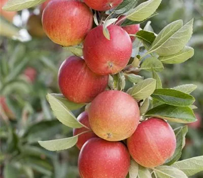 Malus domestica Säulenapfel "Sonate" (S)