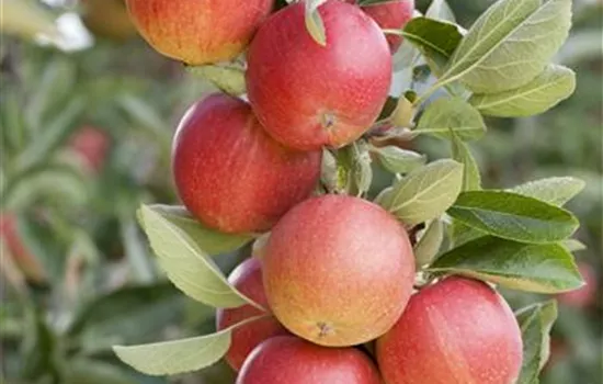 Malus domestica Säulenapfel "Sonate" (S) Malus domestica Säulenapfel "Sonate" (S)