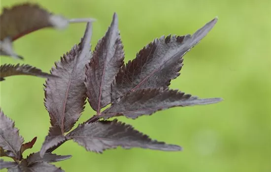 Sambucus nigra "Black Beauty" (R)(S)
