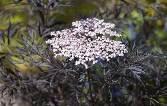Sambucus nigra "Black Lace" (R)