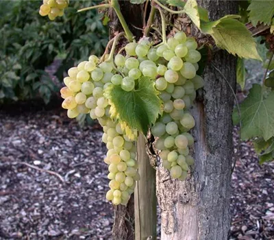 Vitis vinifera Weinrebe "Glenora"