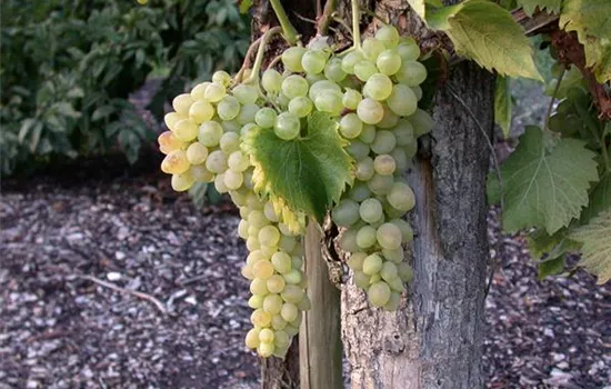 Vitis vinifera Weinrebe "Glenora"
