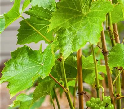 Vitis vinifera Weinrebe "Lakemont"