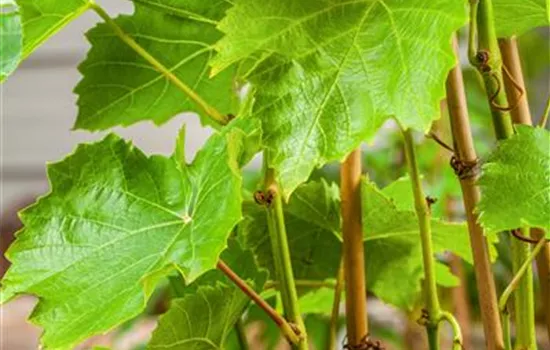 Vitis vinifera Weinrebe "Lakemont"