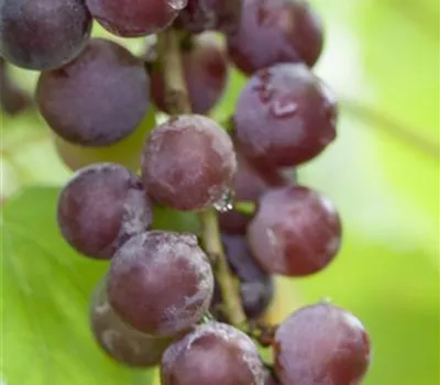Vitis vinifera Weinrebe "Suffolk Red"
