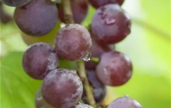 Vitis vinifera Weinrebe "Suffolk Red"
