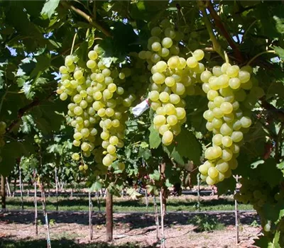 Vitis vinifera Weinrebe "Suzi"