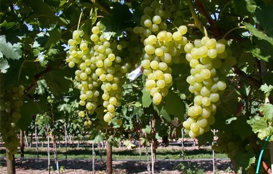Vitis vinifera Weinrebe "Suzi"