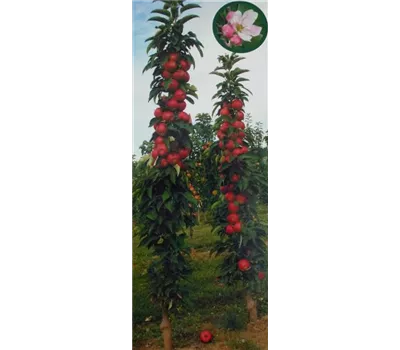 Malus domestica Säulenapfel "Redcats" (R) Malus domestica Säulenapfel "Redcats" (R)