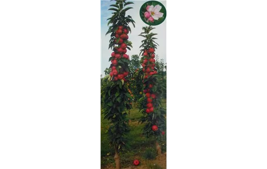 Malus domestica Säulenapfel "Redcats" (R) Malus domestica Säulenapfel "Redcats" (R)