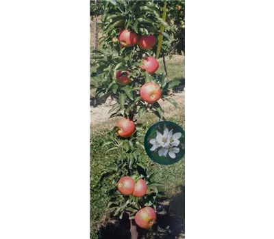 Malus domestica Säulenapfel "Starcats" (R)