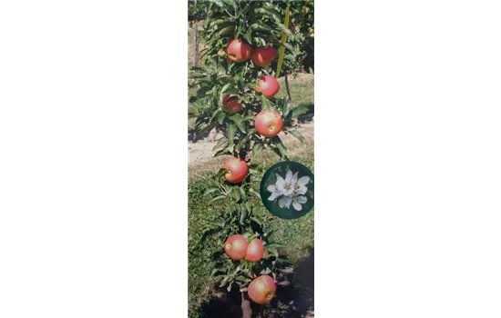 Malus domestica Säulenapfel "Starcats" (R) Malus domestica Säulenapfel "Starcats" (R)