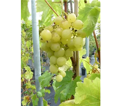 Vitis vinifera Weinrebe "Arkadia"