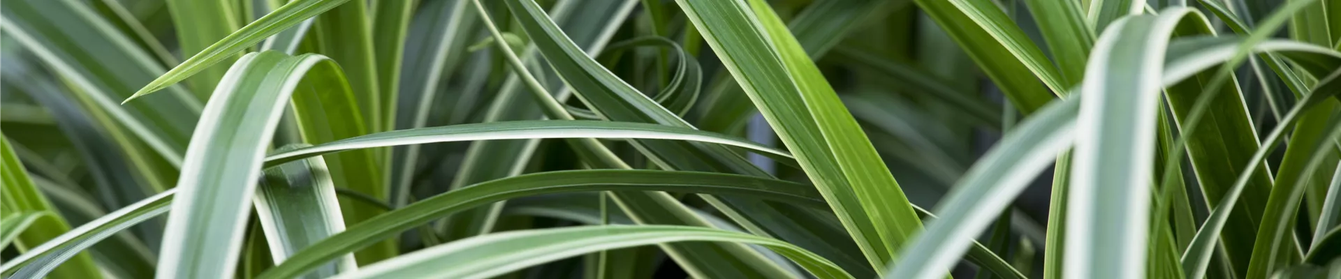 Carex morrowii ssp. foliosissima 'Icedance' Carex morrowii ssp. foliosissima 'Icedance'