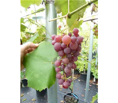 Vitis vinifera Weinrebe "Vanessa"