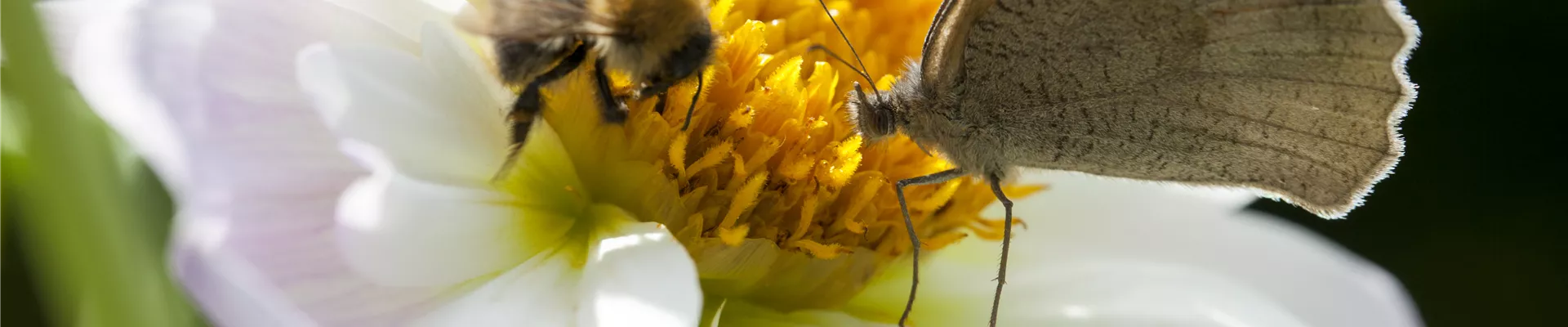 Insektenweide Insektenweide