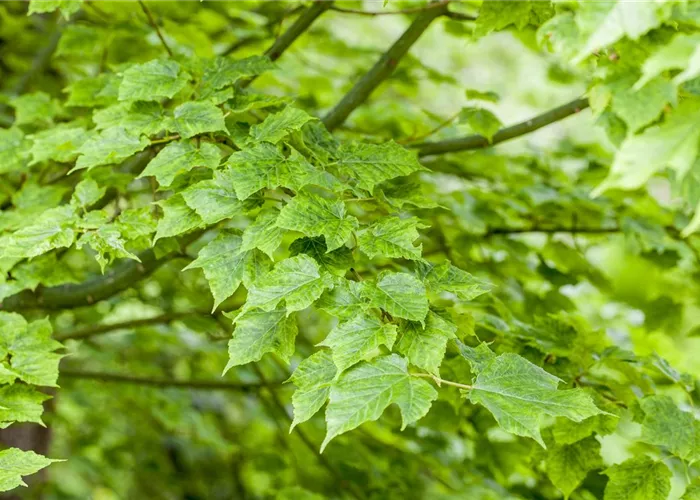 Wunderschöne Gehölze für große und kleine Hausgärten Wunderschöne Gehölze für große und kleine Hausgärten
