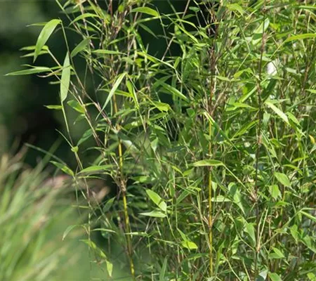 Besonderheiten beim Bambus kennen und lieben lernen Besonderheiten beim Bambus kennen und lieben lernen