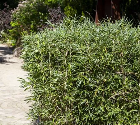 Bambus kaufen und einen Hauch Fernost genießen Bambus kaufen und einen Hauch Fernost genießen