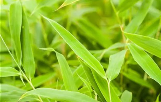 Die Bambus-Pflege Die Bambus-Pflege