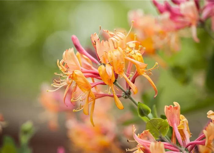 Frühblühende Gehölze - Die Vorboten des Frühlings Frühblühende Gehölze - Die Vorboten des Frühlings