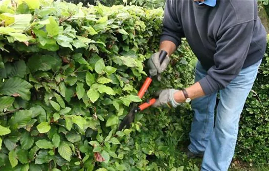Zurückschneiden verjüngt Sträucher und Bäume Zurückschneiden verjüngt Sträucher und Bäume
