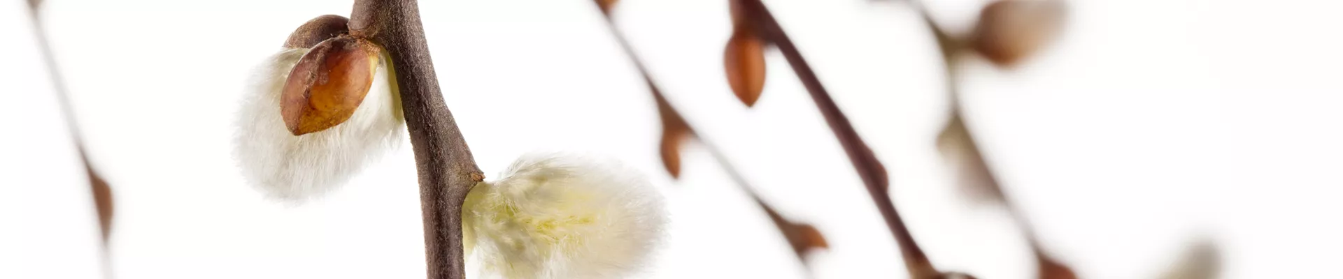 Salix caprea 'Pendula' Salix caprea 'Pendula'