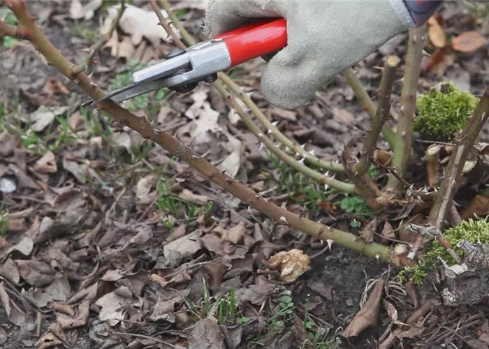 Beetrosen - Zurückschneiden im Frühling Beetrosen - Zurückschneiden im Frühling