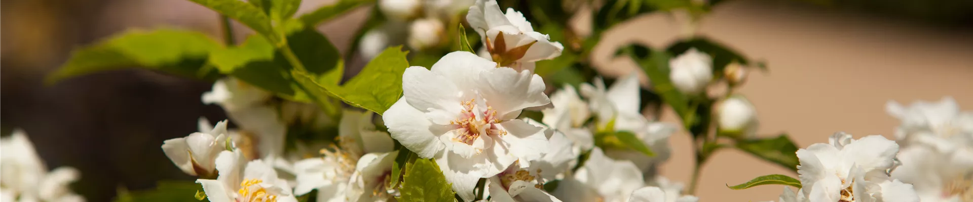 Philadelphus x virginalis 'Natchez'