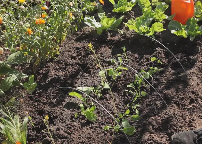 Radieschen - Aussaat und Aufzucht Radieschen - Aussaat und Aufzucht