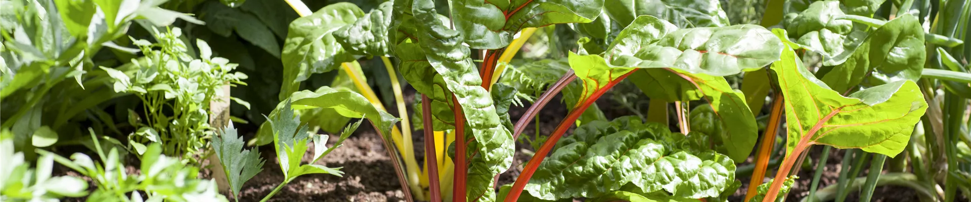 Beta vulgaris var. cicla Beta vulgaris var. cicla