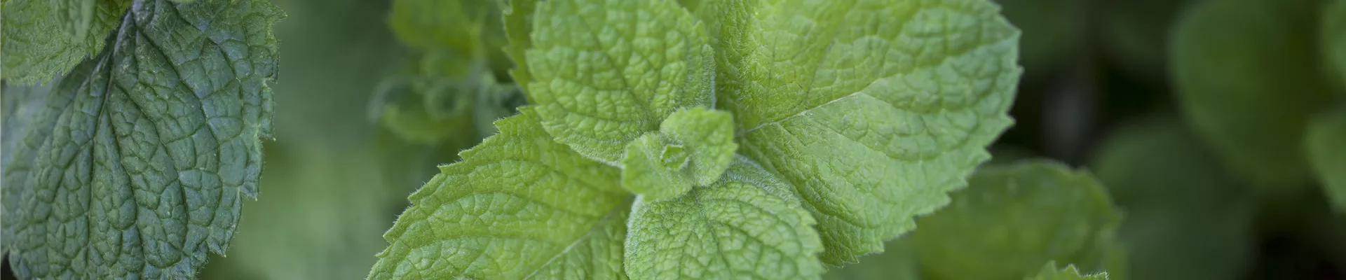 Mentha suaveolens 'Apple Mint' Mentha suaveolens 'Apple Mint'
