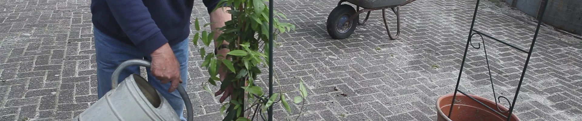 Immergrünes Geißblatt - Einpflanzen am Rankbogen (thumbnail) Immergrünes Geißblatt - Einpflanzen am Rankbogen (thumbnail)